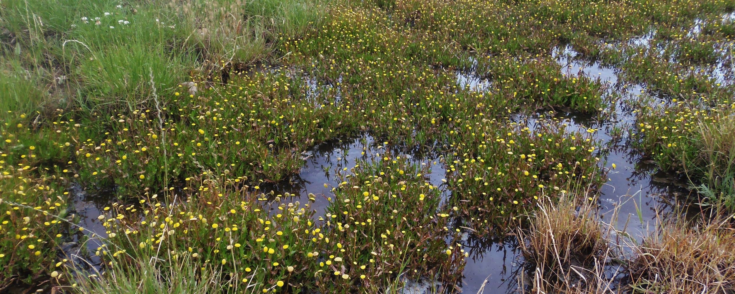 Figure 1. Waterlogged soils lead to poor plant growth and restricted machinery operations.