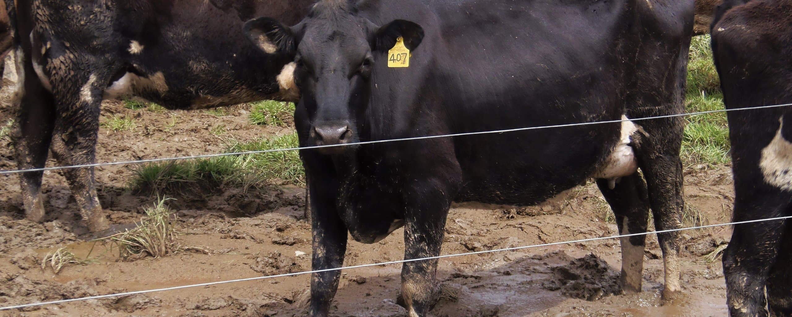 Figure 26. Soil pugged by livestock.