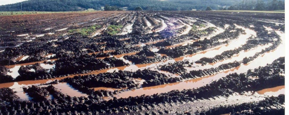 Figure 33. Soil compaction by heavy machinery during harvesting of a root vegetable crop results in water perching on the soil surface.