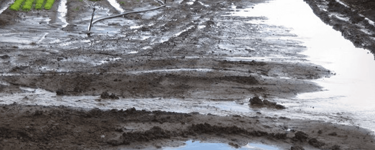 Figure 45. Raised beds work well on duplex soils but drainage must have an effective outfall.