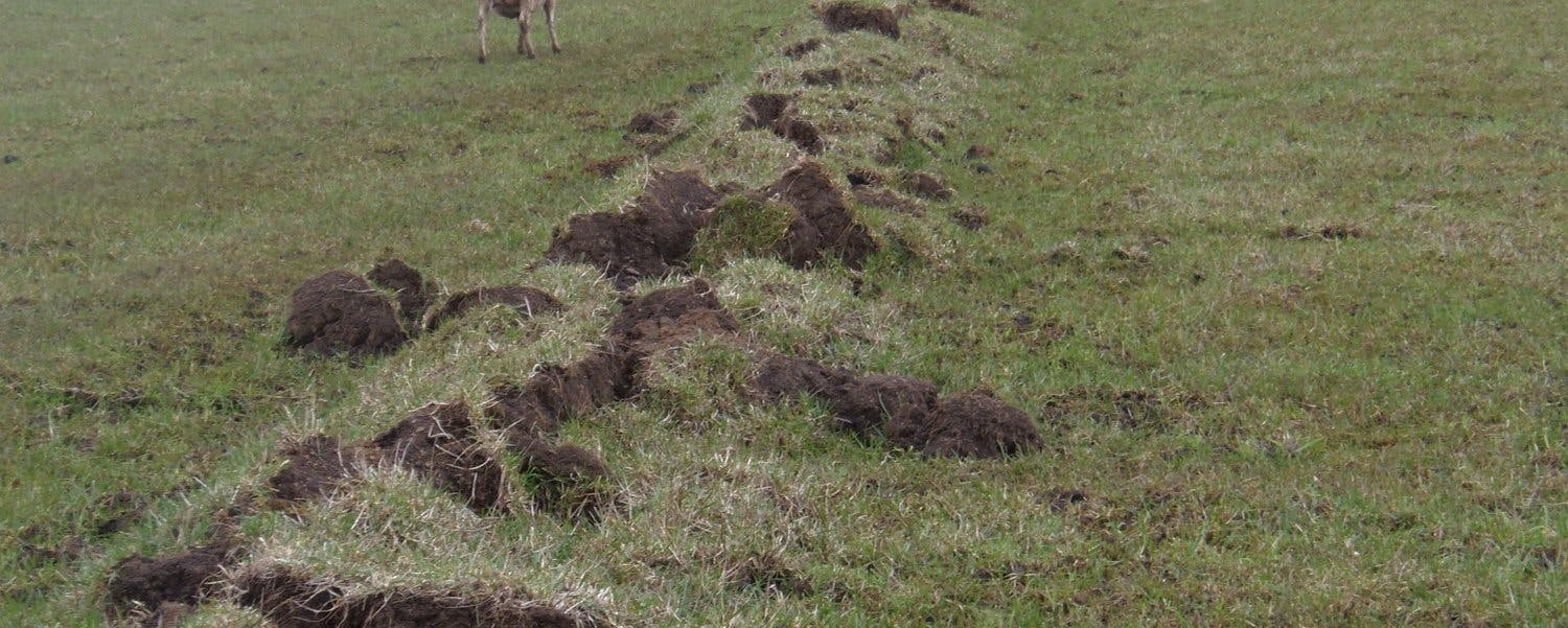 Figure 55. Ground surface disturbance following trenchless installation of underground drains in a pasture.