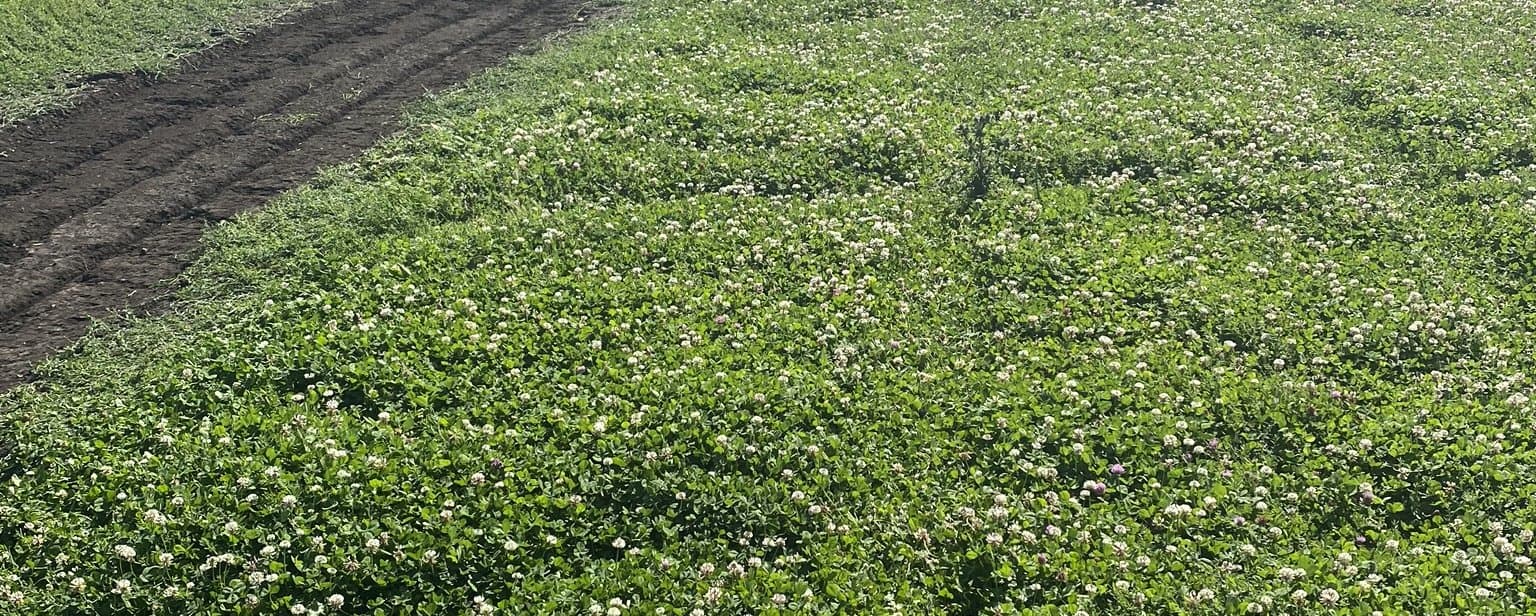 Figure 71. Waterways may need to be cleaned out during the growing season to cater for heavy rainfall events.  Photo by Rob Tole.