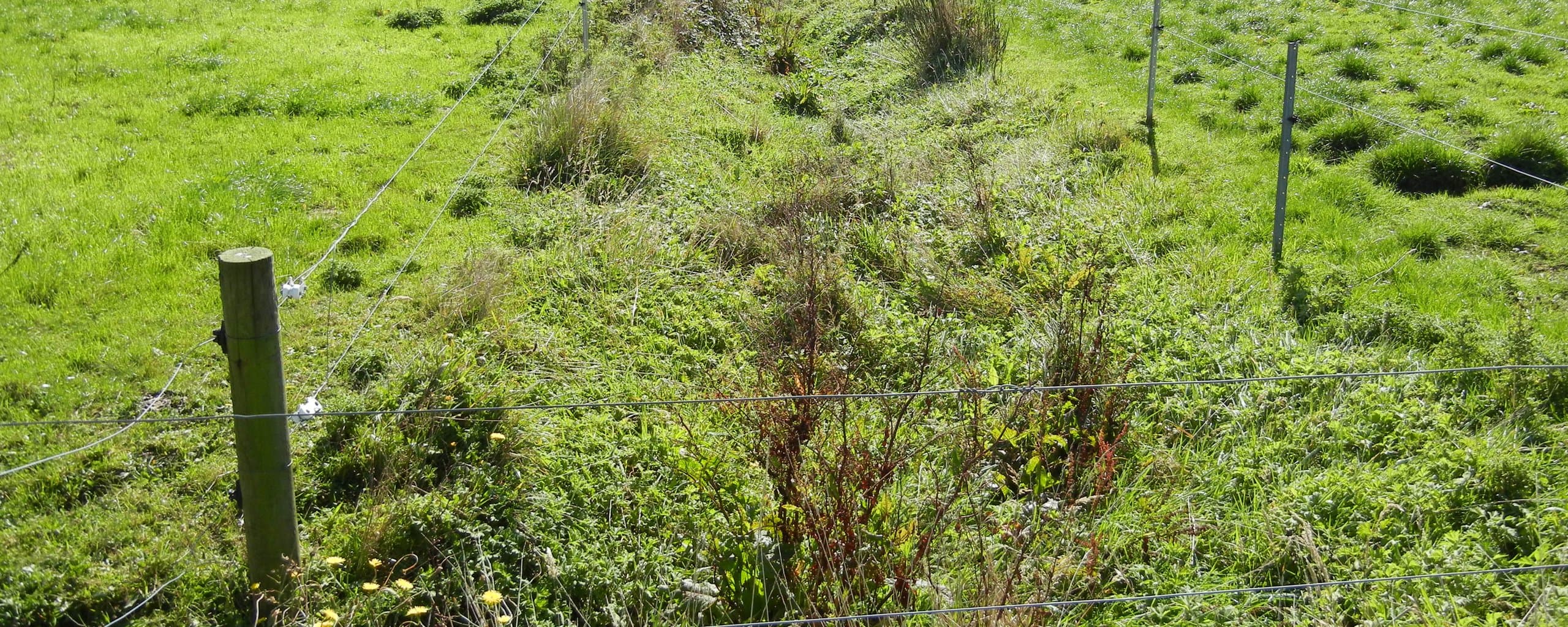 Figure 73. A Trench drain that has not been maintained and so has become clogged with weeds and silt so that it no longer functions effectively.