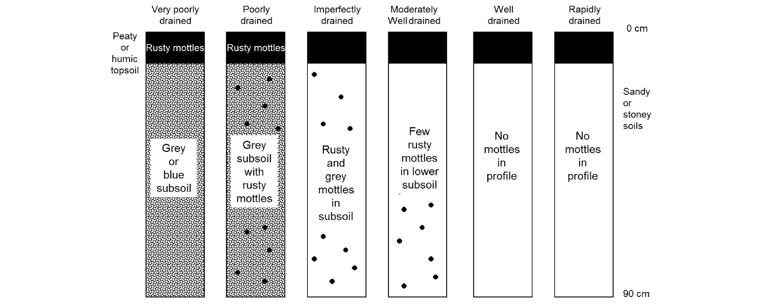 Figure 32.  Mottle colours and depth in the soil profile indicate soil drainage status.