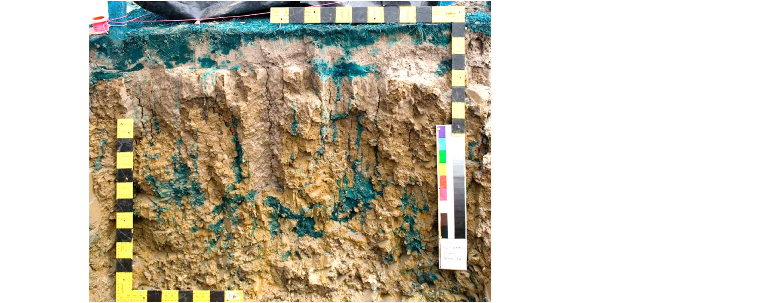 Figure 10. Preferential flow (blue dye) in the subsoil of a Tasmanian duplex soil. Photograph by Marcus Hardie.