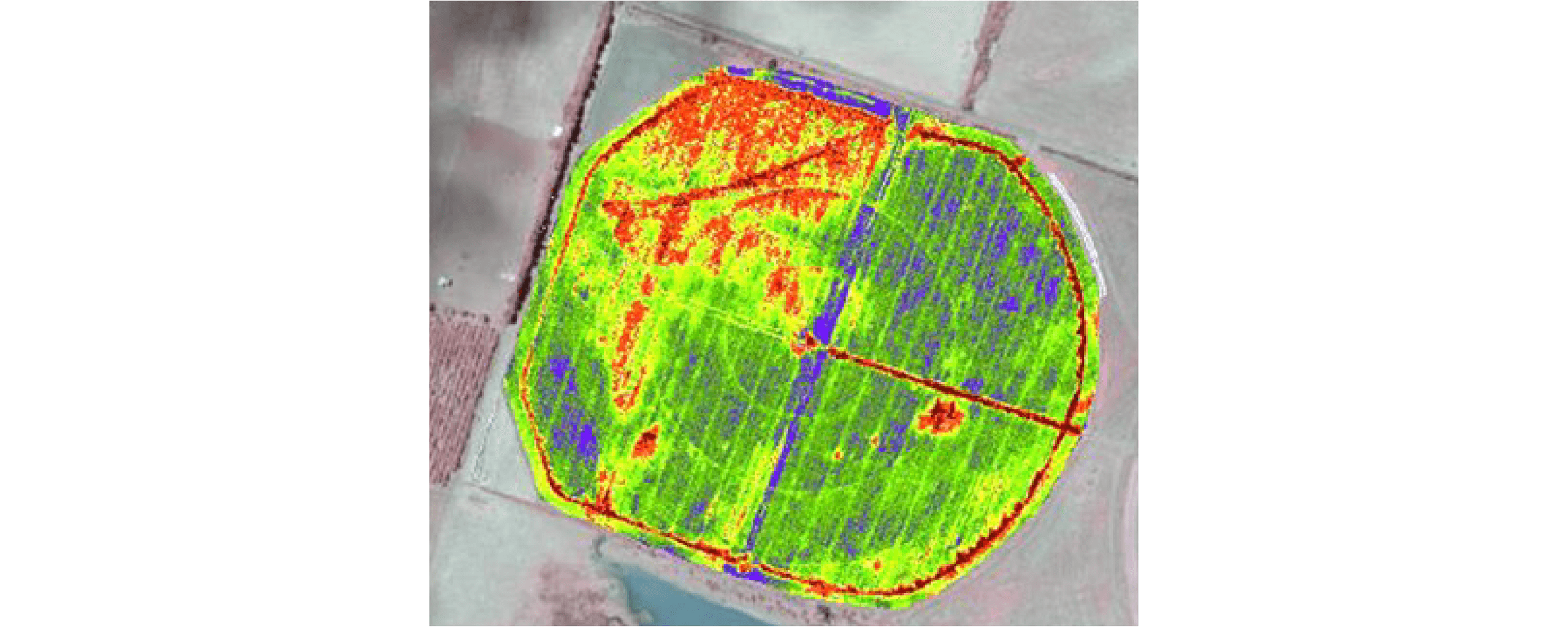 Figure 23. NDVI imagery of an onion paddock with red areas having less plant vigour than green and blue areas due to waterlogging. Image by Greg Gibson.